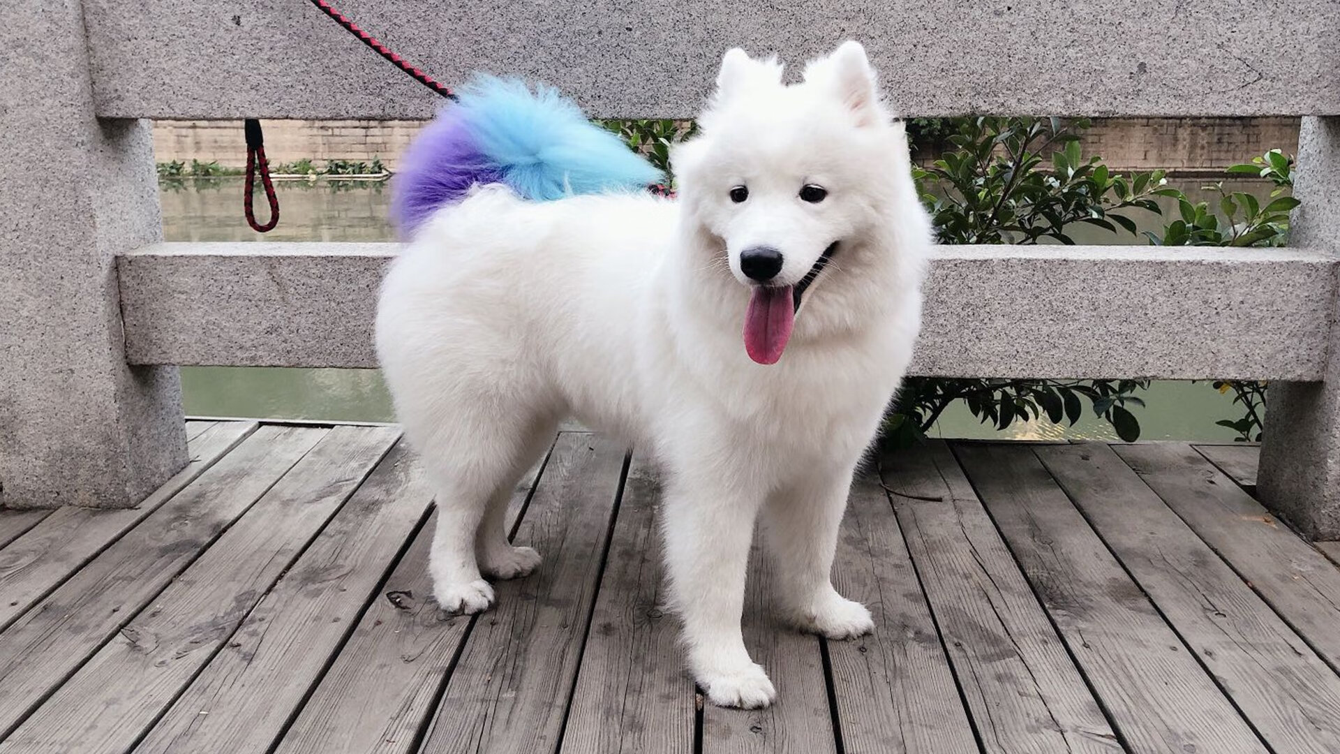 雷恩铁幕下的诺坎普叹息，阿拉巴惊世弧线让足球脱离物理法则