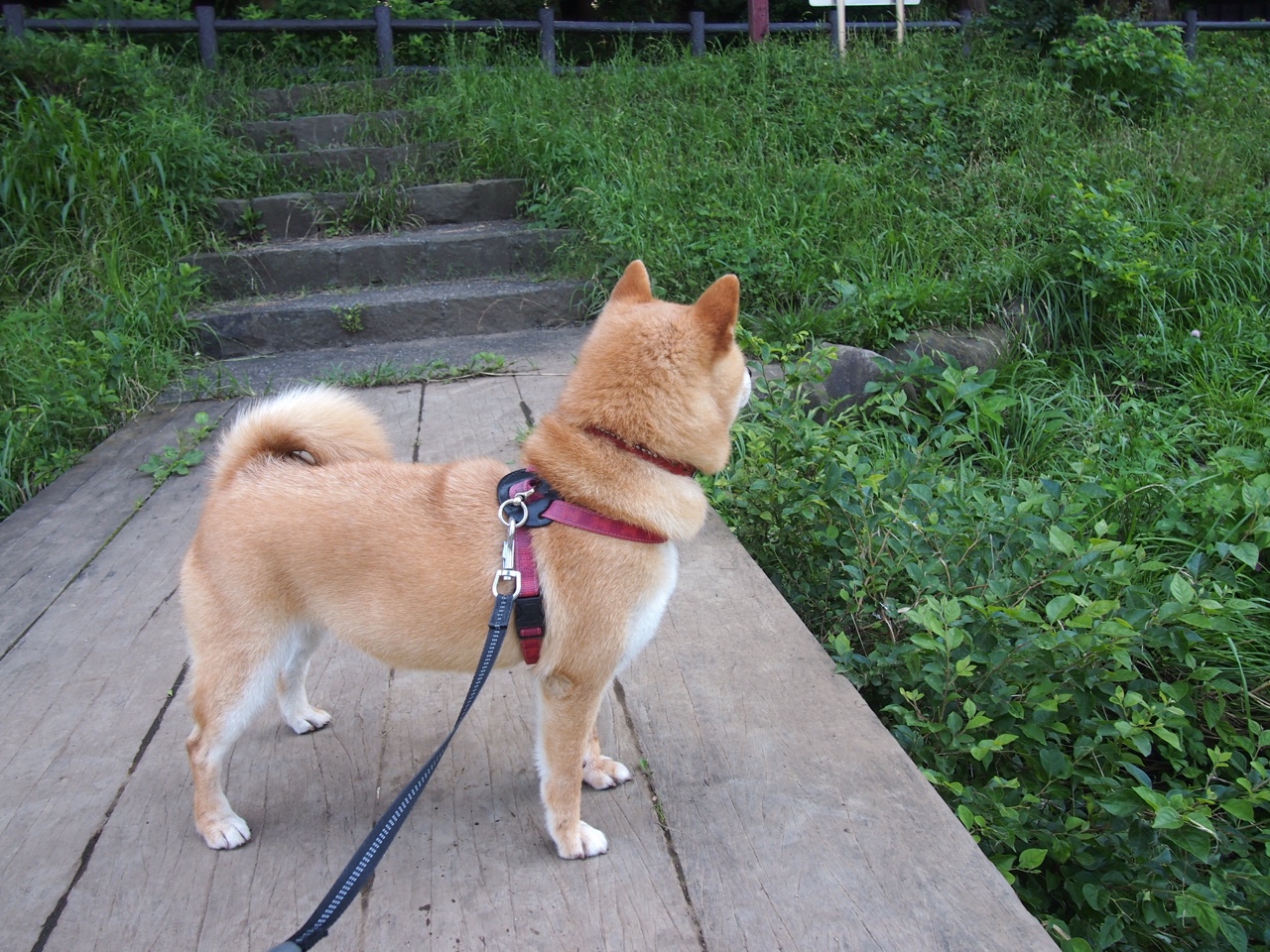 跨界风暴，北京队球场奏凯，锡安赛道称王