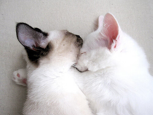 冰火之歌，当哈利伯顿的炙热神迹照见猛龙的冰冷溃败