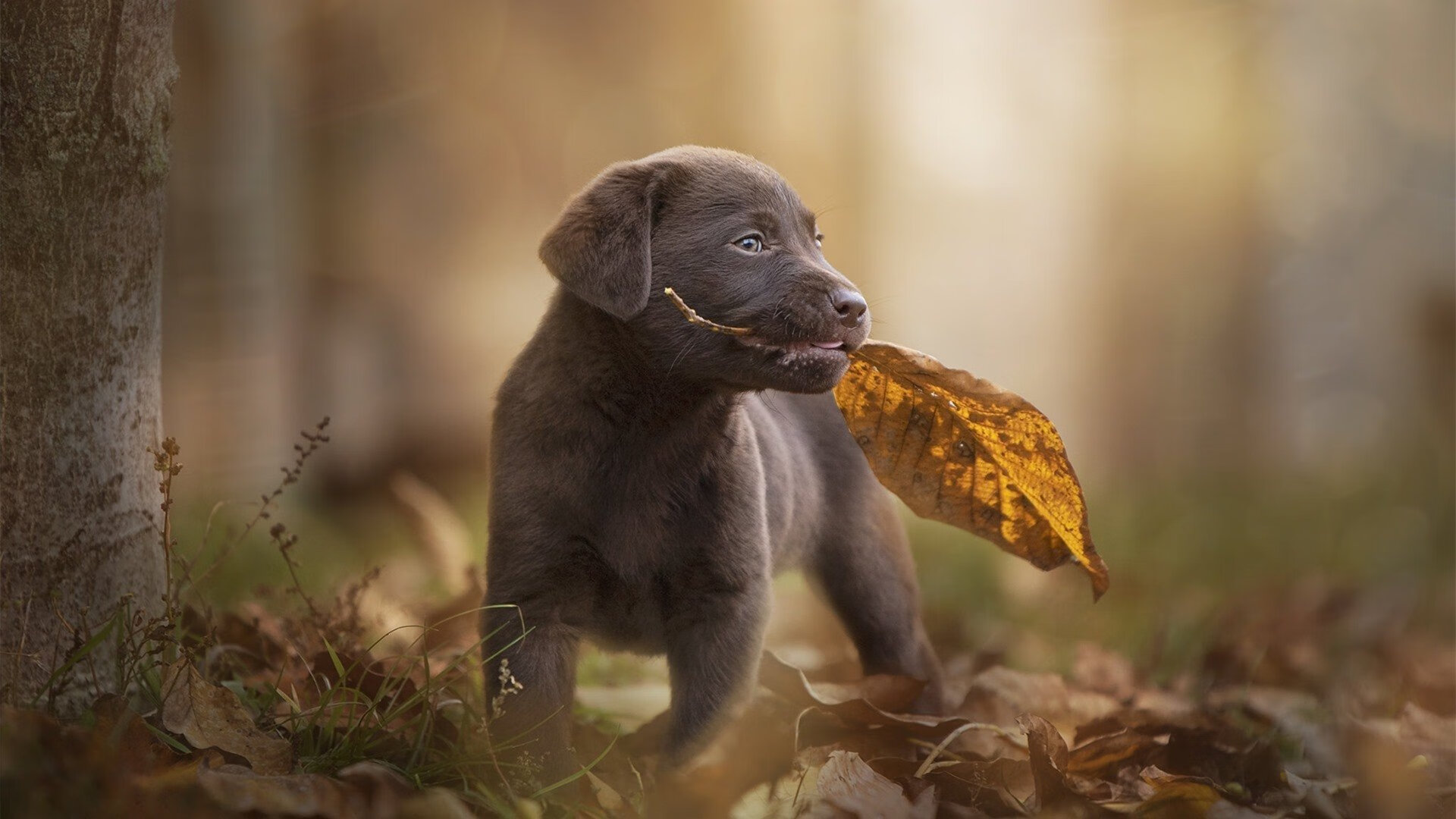 特奥双响炮撕裂防线，皇家社会热身赛力擒尼日利亚劲旅