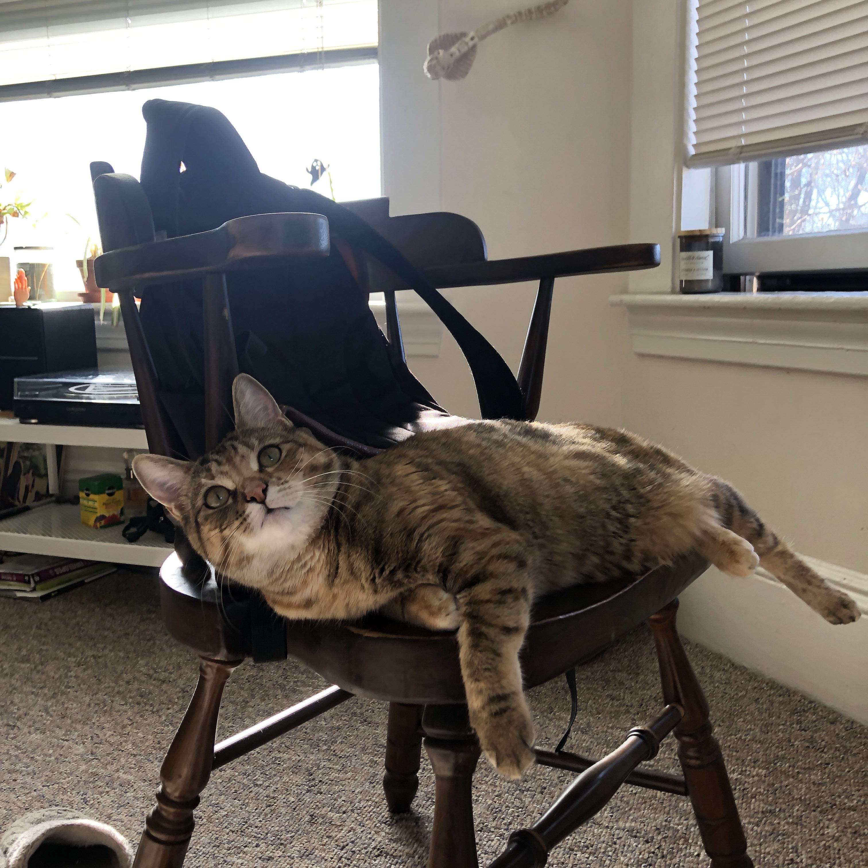 跨越大陆的足球之火，帕尔默在德国与牙买加之间的独舞