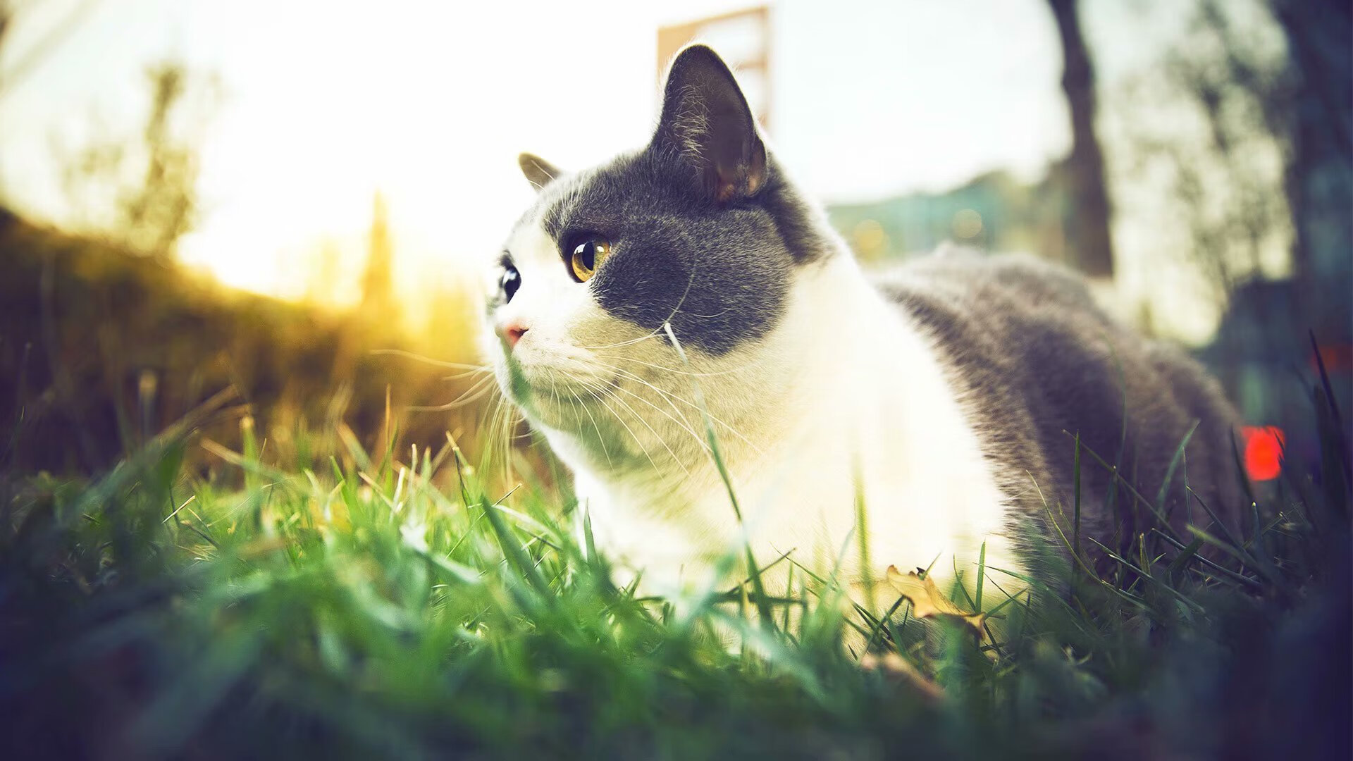 跨界风暴，德布劳内在NBA季后赛之夜的压制级发挥