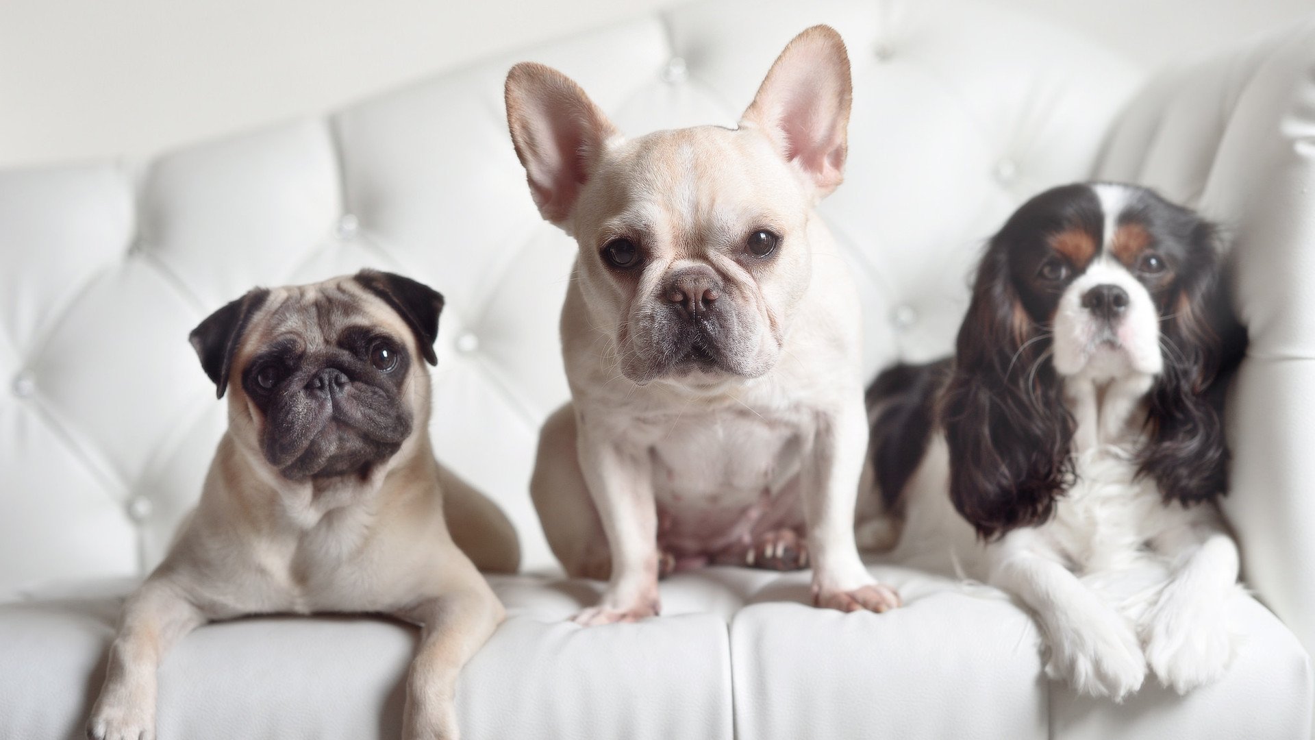 紫百合的闪电审判,三分钟如何定义年度焦点之战