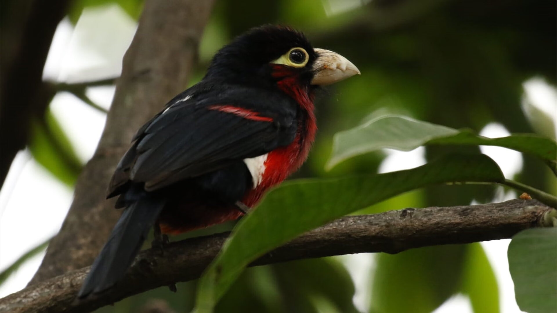斗牛士之舞的蓝色终章，基耶萨一箭定江山，勒沃库森终结墨西哥神话