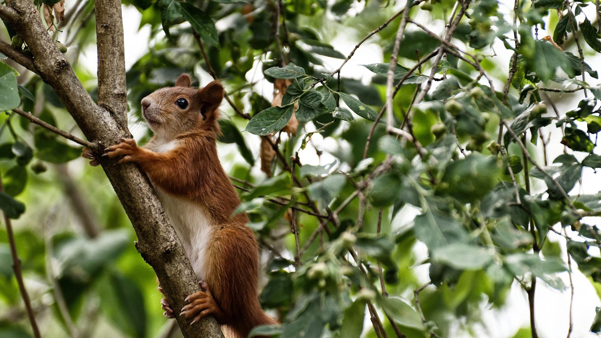 马克西爆发定乾坤,雷霆关键战逆转吉林队